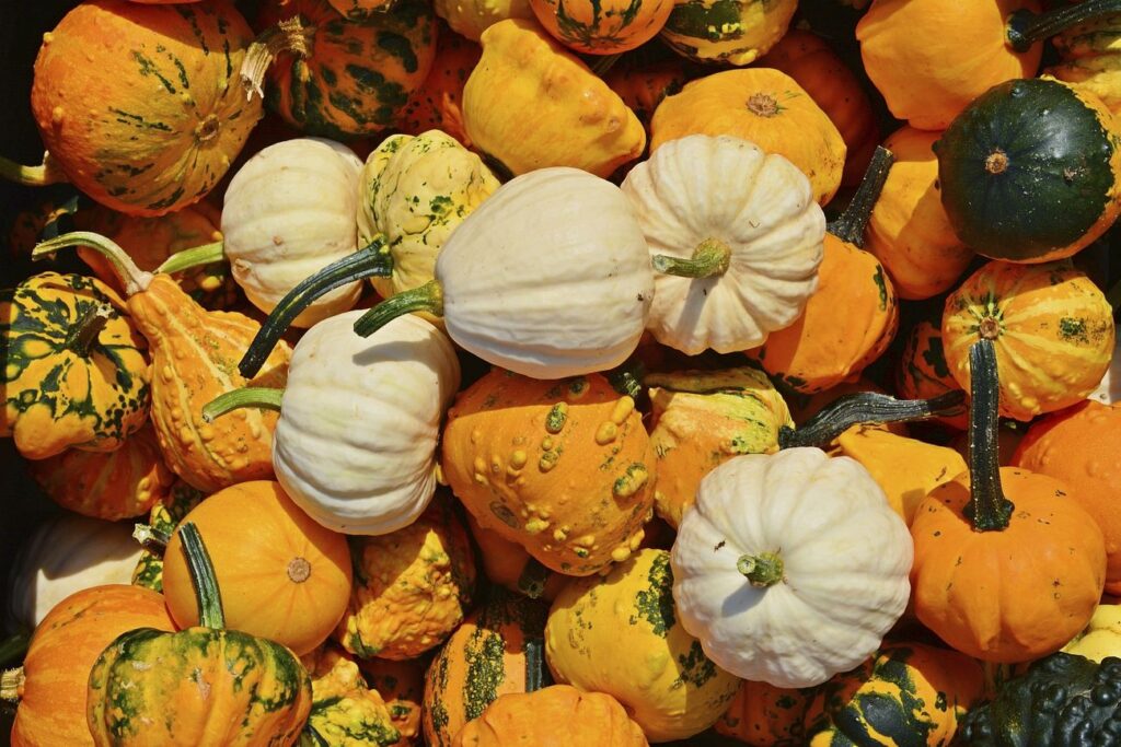 Variety of pumpkins in a pile